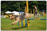 Agility 2011 - KD Slovenska Bistrica DSC 0815