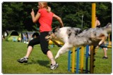 Agility 2011 - KD Slovenska Bistrica DSC 0823