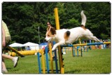 Agility 2011 - KD Slovenska Bistrica DSC 0829 Agility 2011 - KD Slovenska Bistrica DSC 0829