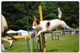 Agility 2011 - KD Slovenska Bistrica DSC 0829