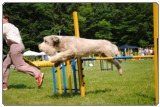 Agility 2011 - KD Slovenska Bistrica DSC 0838