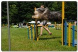 Agility 2011 - KD Slovenska Bistrica DSC 0846