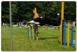 Agility 2011 - KD Slovenska Bistrica DSC 0849 Agility 2011 - KD Slovenska Bistrica DSC 0849