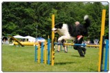 Agility 2011 - KD Slovenska Bistrica DSC 0862