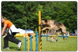 Agility 2011 - KD Slovenska Bistrica DSC 0865