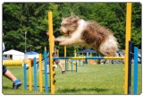 Agility 2011 - KD Slovenska Bistrica DSC 0899 Agility 2011 - KD Slovenska Bistrica DSC 0899