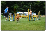 Agility 2011 - KD Slovenska Bistrica DSC 1082