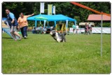 Agility 2011 - KD Slovenska Bistrica DSC 1101