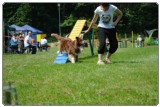 Agility 2011 - KD Slovenska Bistrica DSC 1134