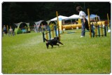 Agility 2011 - KD Slovenska Bistrica DSC 1255 Agility 2011 - KD Slovenska Bistrica DSC 1255