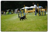 Agility 2011 - KD Slovenska Bistrica DSC 1255