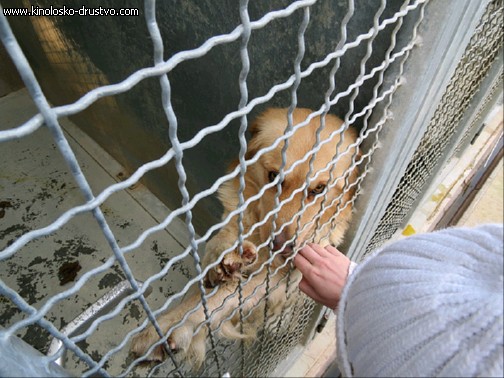 Zbiranje stvari za Azil Maribor - dostava IMG 0253