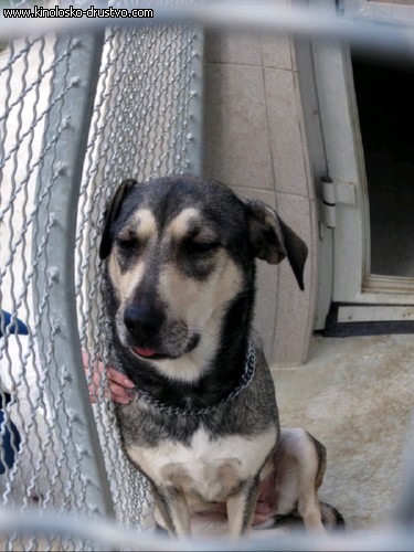 Zbiranje stvari za Azil Maribor - dostava IMG 0263