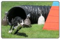 3. tekma za državno prvenstvo v agility 2012