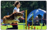 3. tekma za drzavno prvenstvo v agility 2012 10 3. tekma za drzavno prvenstvo v agility 2012 10