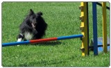 3. tekma za drzavno prvenstvo v agility 2012 11 3. tekma za drzavno prvenstvo v agility 2012 11