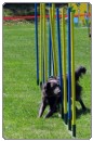 3. tekma za drzavno prvenstvo v agility 2012 12 3. tekma za drzavno prvenstvo v agility 2012 12
