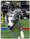 3. tekma za drzavno prvenstvo v agility 2012 19 3. tekma za drzavno prvenstvo v agility 2012 19