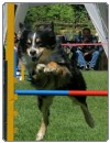 3. tekma za drzavno prvenstvo v agility 2012 23 3. tekma za drzavno prvenstvo v agility 2012 23
