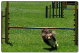 3. tekma za drzavno prvenstvo v agility 2012 28 3. tekma za drzavno prvenstvo v agility 2012 28