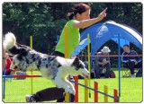 3. tekma za drzavno prvenstvo v agility 2012 6 3. tekma za drzavno prvenstvo v agility 2012 6