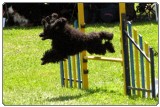 Agility cilj