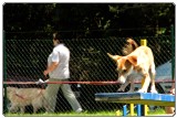 Agility na gugalnici