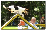 Agility na vrhu