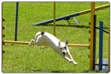 Agility preskok