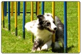 Agility slalaom