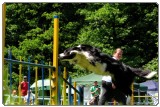Agility start