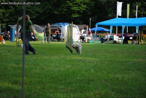 Agility 2011 - KD Slovenska Bistrica DSC 0391
