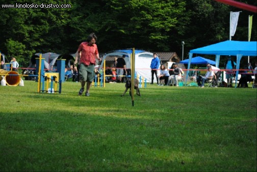 Agility 2011 - KD Slovenska Bistrica DSC 0500