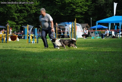 Agility 2011 - KD Slovenska Bistrica DSC 0542