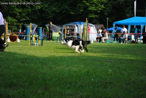 Agility 2011 - KD Slovenska Bistrica DSC 0552