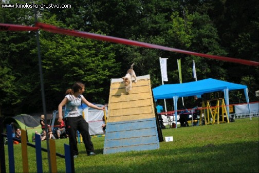 Agility 2011 - KD Slovenska Bistrica DSC 0673