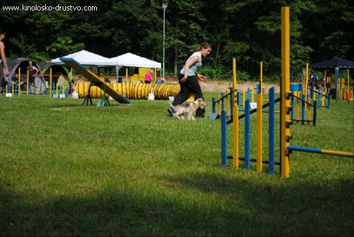 Agility 2011 - KD Slovenska Bistrica DSC 0675
