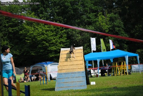 Agility 2011 - KD Slovenska Bistrica DSC 0677