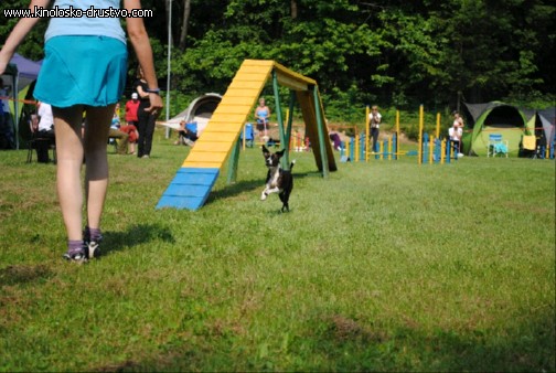 Agility 2011 - KD Slovenska Bistrica DSC 0680