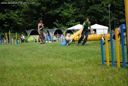 Agility 2011 - KD Slovenska Bistrica DSC 0786