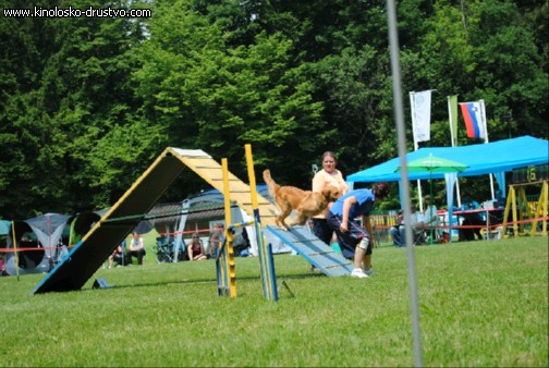 Agility 2011 - KD Slovenska Bistrica DSC 1071