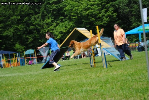 Agility 2011 - KD Slovenska Bistrica DSC 1073