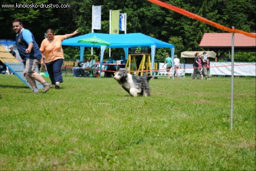 Agility 2011 - KD Slovenska Bistrica DSC 1101