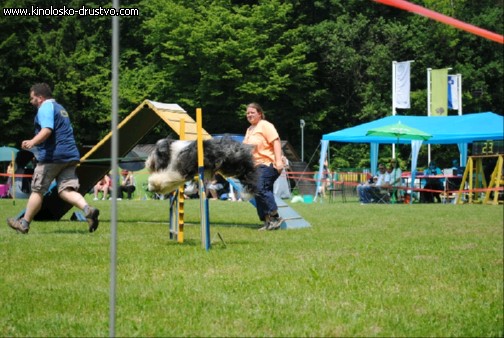 Agility 2011 - KD Slovenska Bistrica DSC 1102