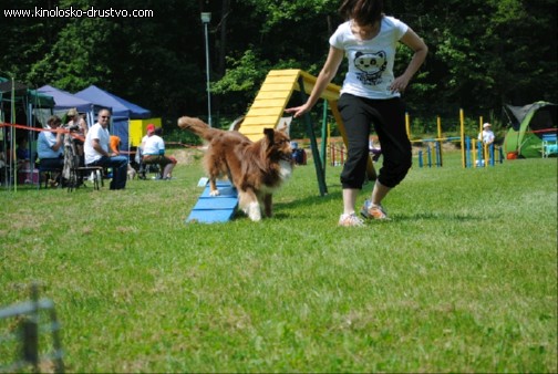 Agility 2011 - KD Slovenska Bistrica DSC 1134