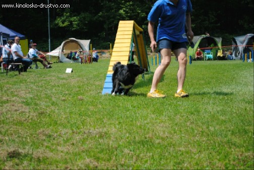 Agility 2011 - KD Slovenska Bistrica DSC 1152