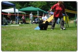 Agility 2011 - KD Slovenska Bistrica DSC 0979