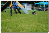 Agility 2011 - KD Slovenska Bistrica DSC 0993